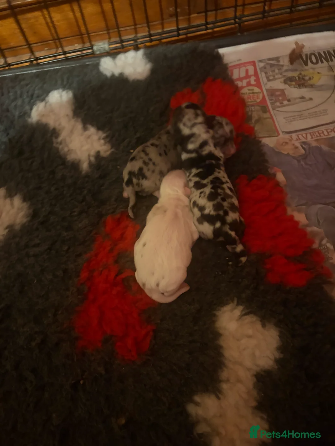 Chihuahua dogs for sale:  Beautiful Rare  Long coated chihuahua puppies  - Advert 5