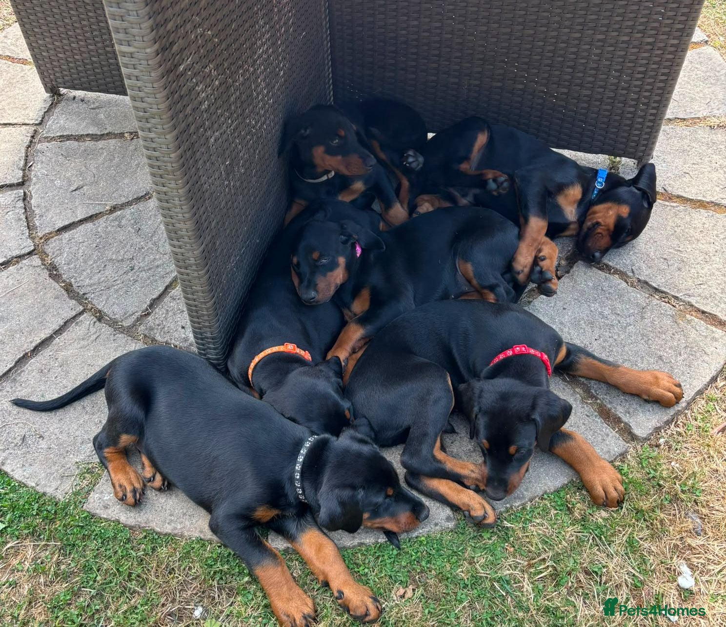 Dobermann dogs Naturally Bred Dobermann Puppies for Sale - Advert 2