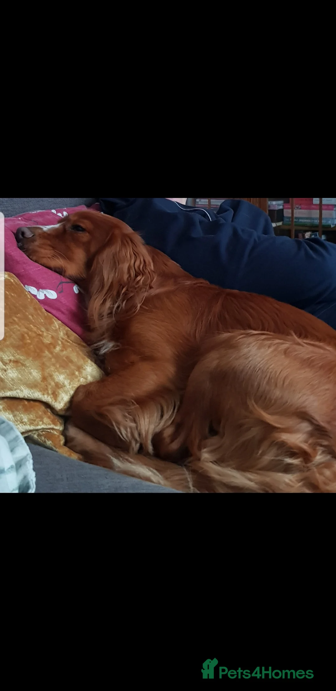 Cocker Spaniel dogs for sale: Male 2 year old Cocker Spaniel  - Advert 3