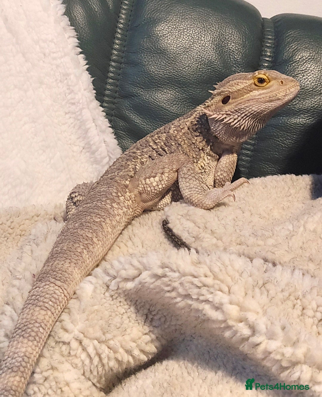 Bearded Dragon reptiles for sale: 2 year old bearded dragon - Advert 3