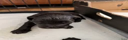 Cockapoo dogs for sale: Black Cockapoo pups with tiny white markings  in Bolton - Advert 12