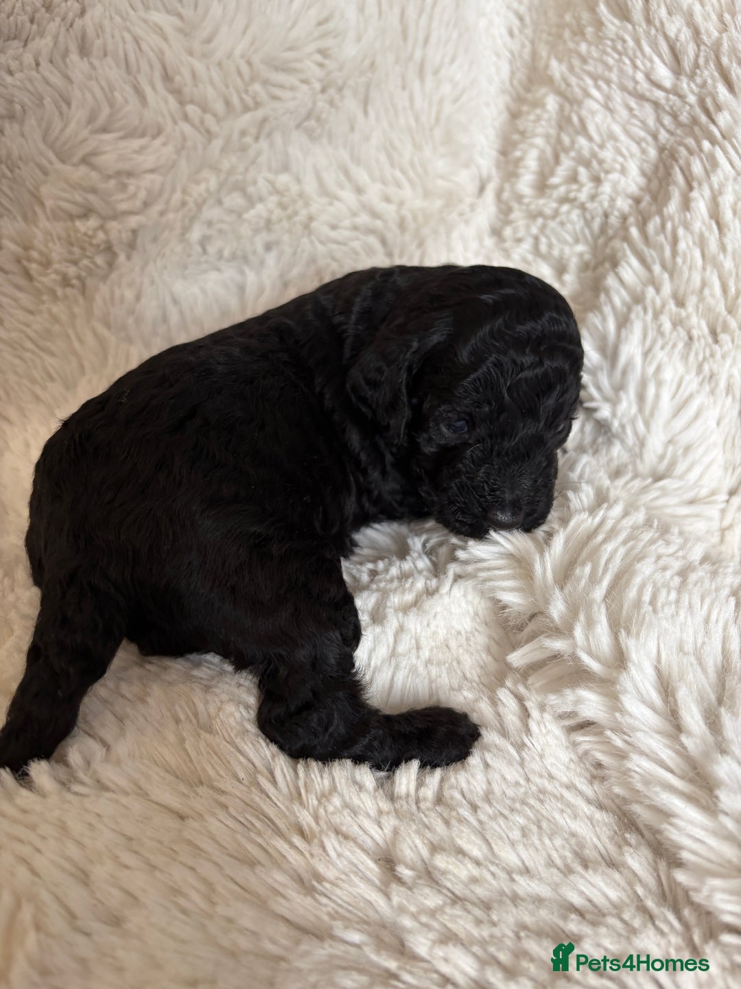 Cavapoo dogs for sale: Beautiful cavapoo puppies from a family home - Advert 31
