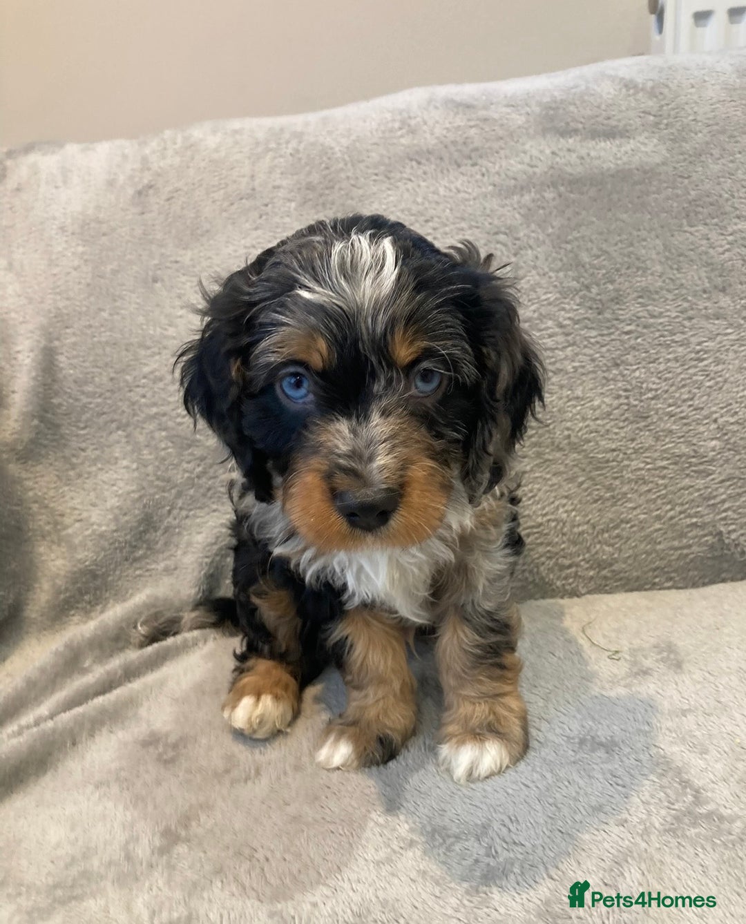 Cavapoo dogs for sale: WAITING LIST NOW OPEN Extremely Rare Merle F1  - Advert 7