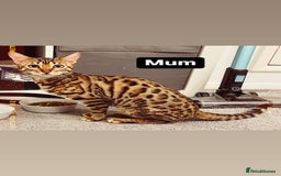 Bengal cats for sale: Beautiful Bengal kitten - Image 6