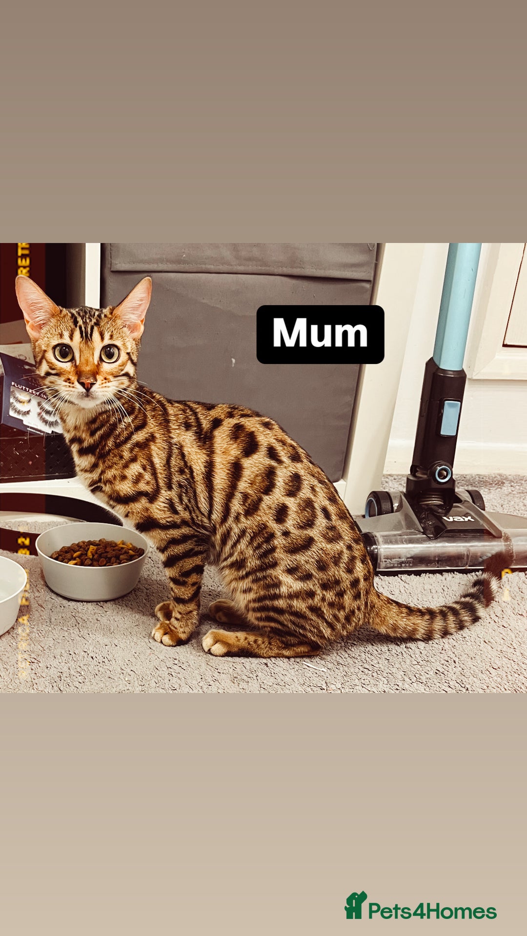 Bengal cats for sale: Beautiful Bengal kitten - Image 6