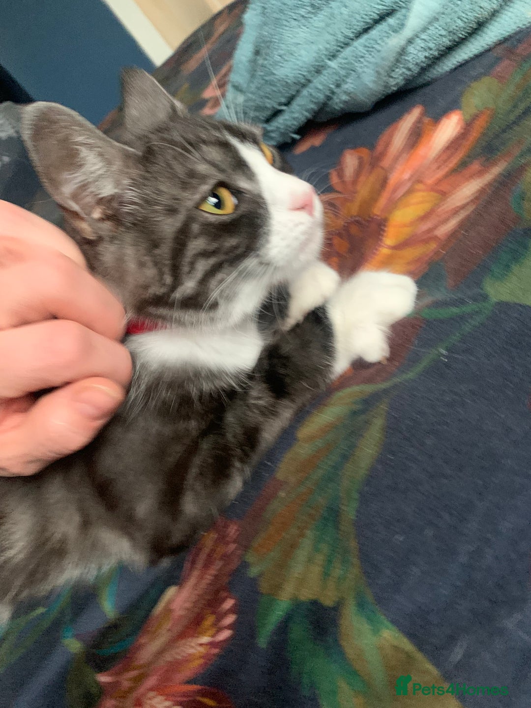 Mixed Breed cats for sale: Mixed breed Kitten ready for her home - Image 2