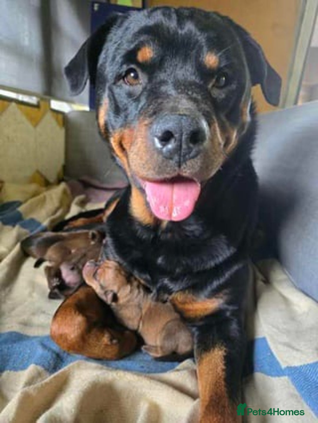 Rottweiler dogs for sale: Beautiful Rottweiler With a Loving Personality 🐕 - Advert 9