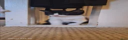Mixed Breed cats for sale: Adorable Tuxedo Kittens available to Forever homes - Advert 5