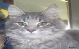 Siberian cats for sale: ADORABLE NEVA MASQUERADE KITTENS - Image 1