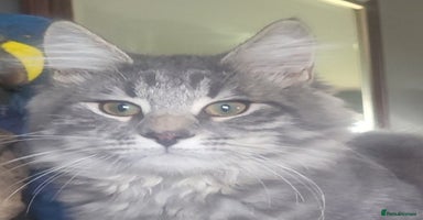 Siberian cats - Advert 10