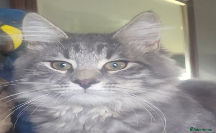 Siberian cats - Advert 4