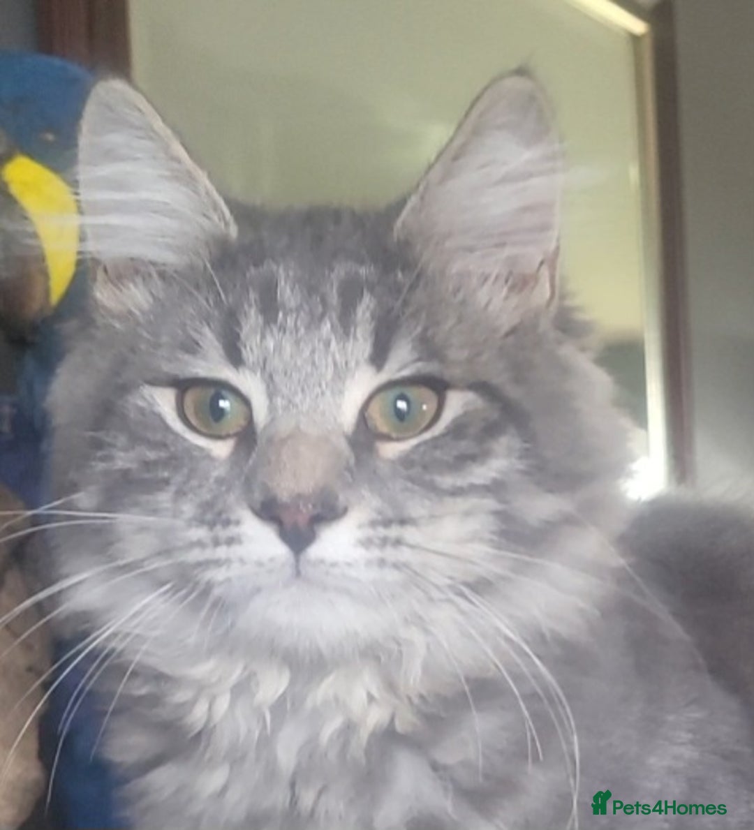 Siberian cats for sale: ADORABLE NEVA MASQUERADE KITTENS - Image 1