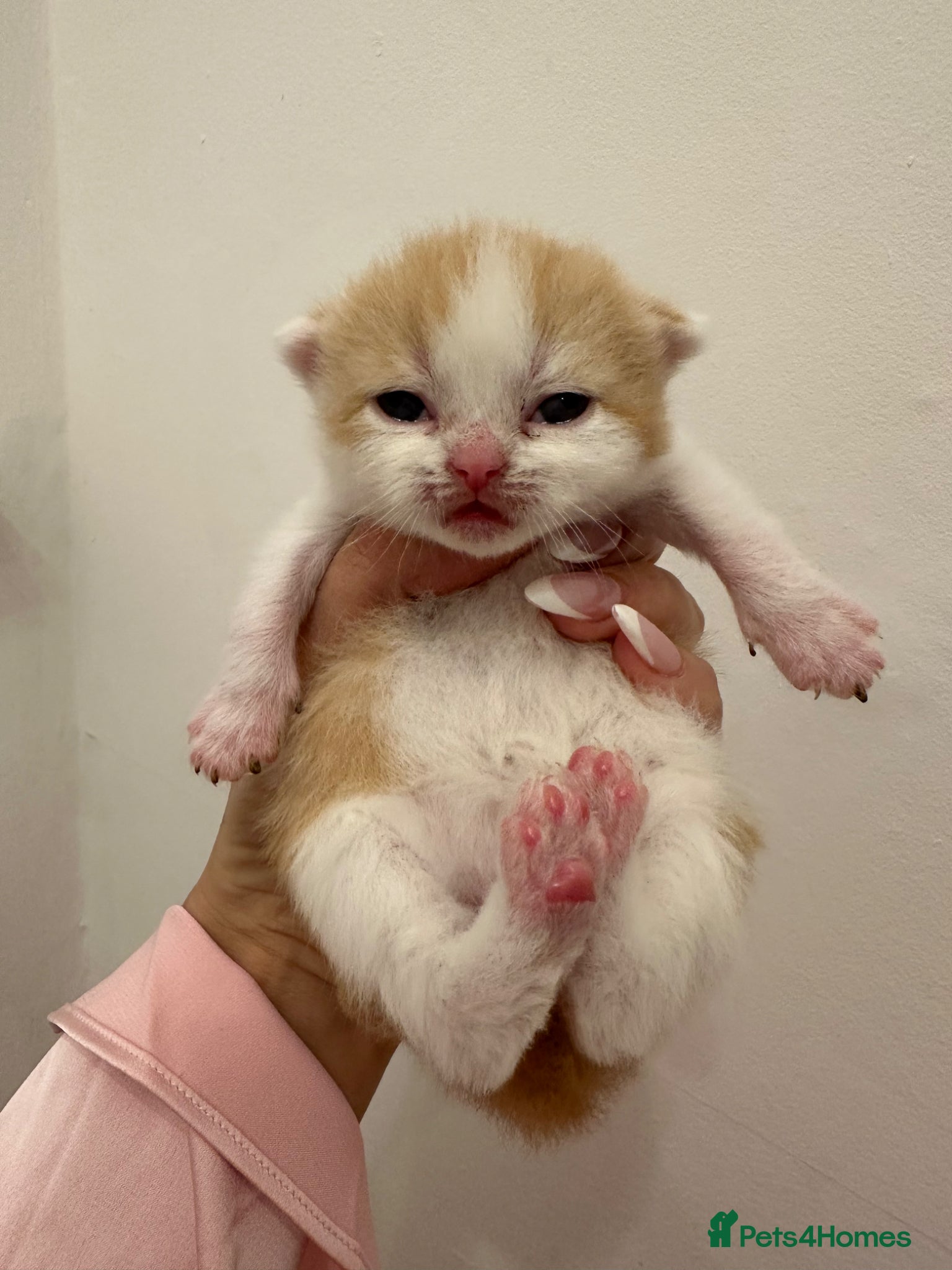 British Shorthair Kitten 1