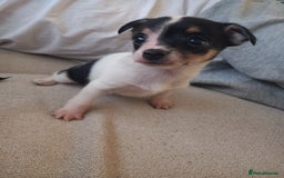 Jack Russell dogs for sale: 2 beautiful Jack Russell puppys - Image 10