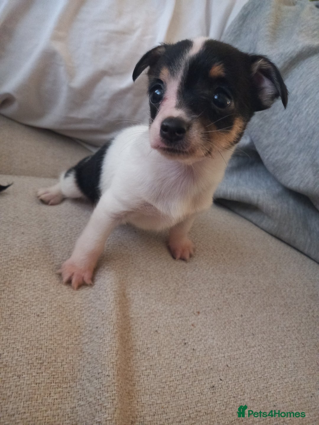 Jack Russell dogs for sale: 2 beautiful Jack Russell puppys - Image 10