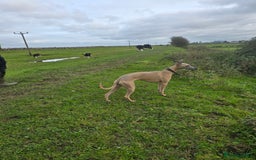 Whippet dogs for sale: CHAMPION SHOW BLOOD KC WHIPPET PUPS - Image 9