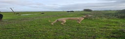 Whippet dogs for sale: CHAMPION SHOW BLOOD KC WHIPPET PUPS - Advert 4