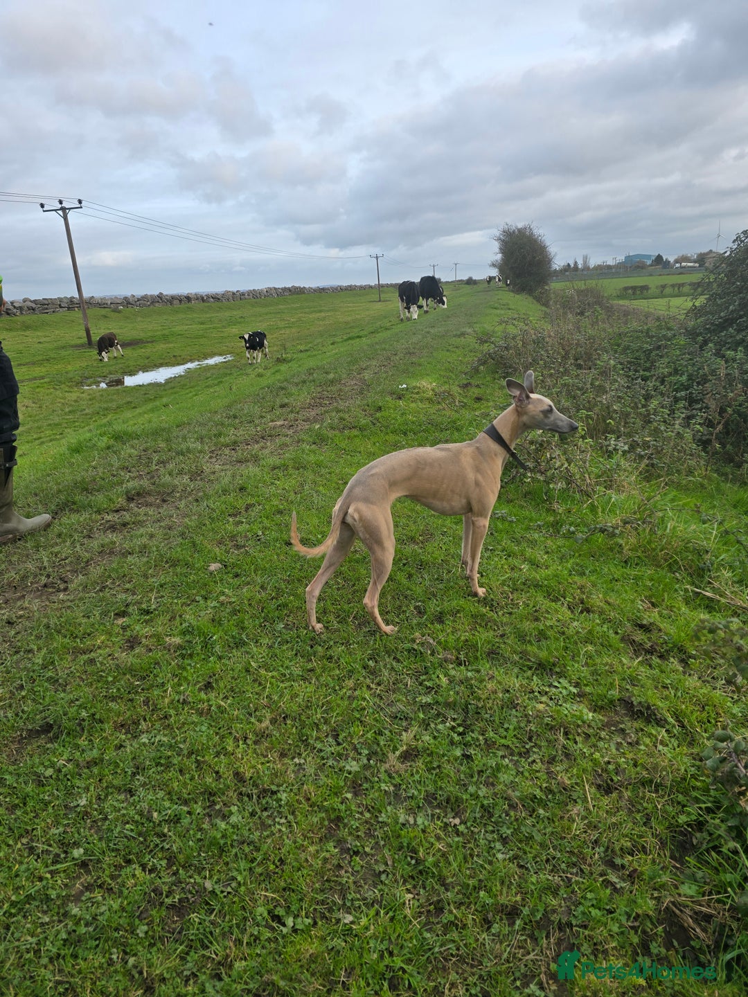 Whippet dogs for sale: CHAMPION SHOW BLOOD KC WHIPPET PUPS - Image 9