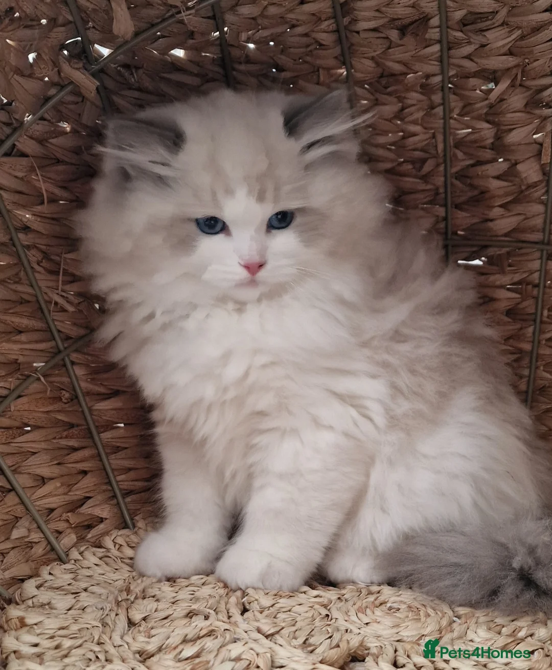 Ragdoll cats for sale: 🎀✨️Exclusive top quality kittens🎀 from🏆lines✨️ - Advert 32
