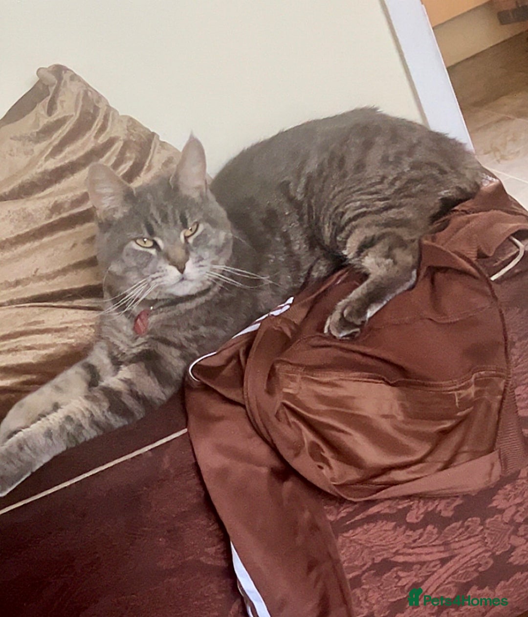 Mixed Breed cats for sale: Beauitful grey tabby male - Image 1