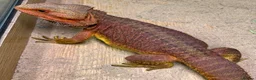 Bearded Dragon reptiles for sale: Red hypo trans Genetic Stripe Bearded Dragons - Advert 15