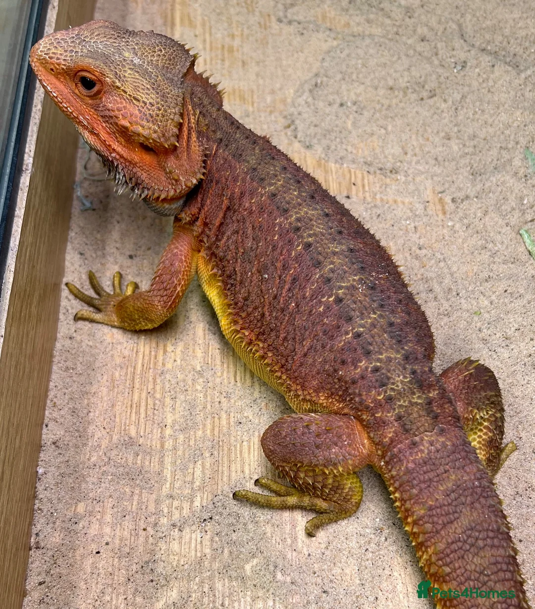 Bearded Dragon reptiles for sale: Red hypo trans Genetic Stripe Bearded Dragons - Advert 15