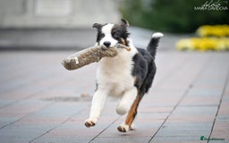 Australian Shepherd dogs for sale: Australian shepherd  - Image 7