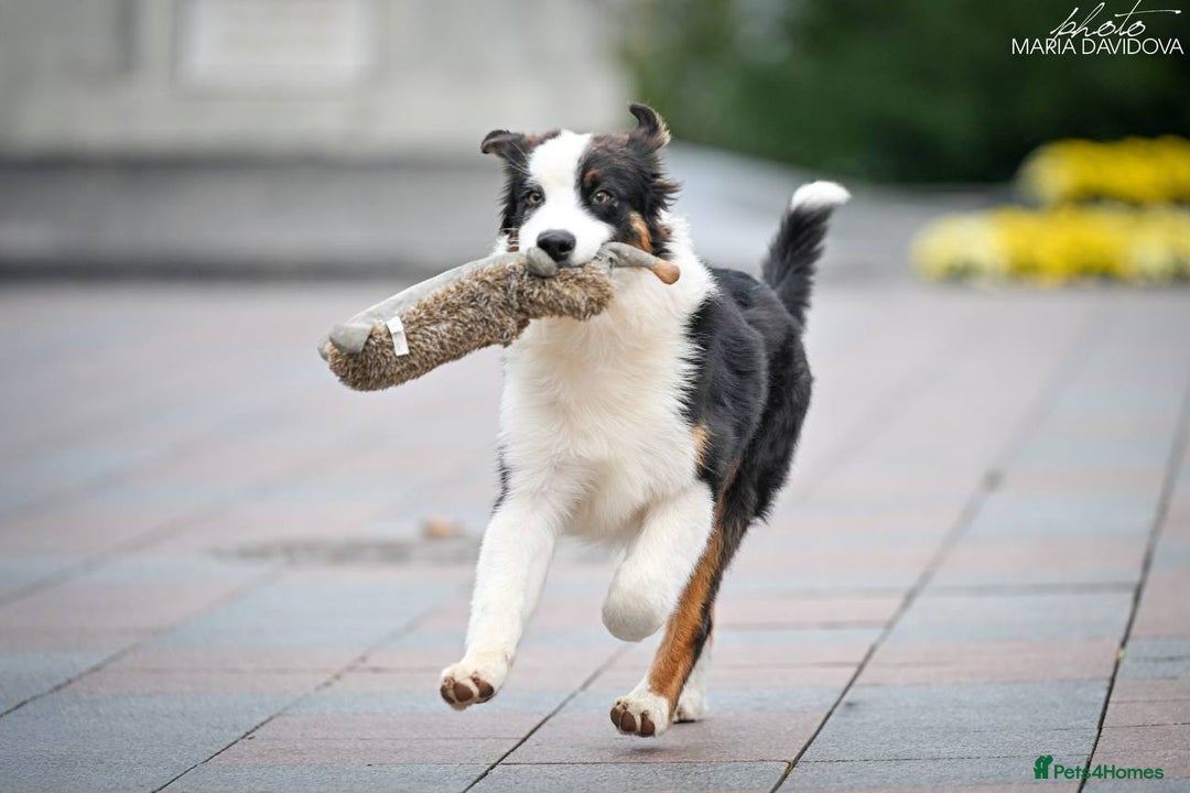 Australian Shepherd dogs for sale: Australian shepherd  - Image 7