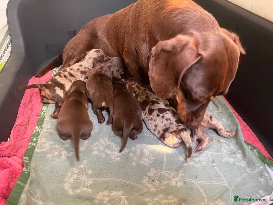 Dachshund dogs for sale: Beautiful Dachshunds  in Gloucester - Advert 2
