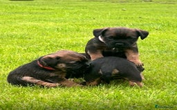 Border Terrier dogs for sale: Border terrier  - Image 6