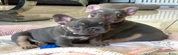 French Bulldog dogs for sale: 2 LEFT!! TOP QUALITY FRENCH BULLDOG PUPPIES - Advert 19
