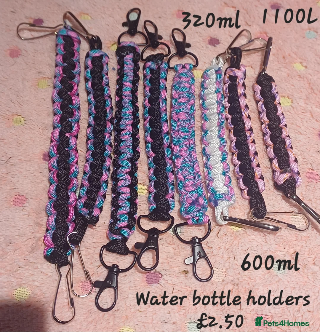 Guinea Pig rodents for sale: Skinny/wolfies? Swiss and teddys - Advert 15