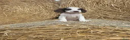 Cocker Spaniel dogs for sale: READY Now 1st vacc working cockers - Advert 5