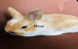 Mixed Breed rabbits for sale: Baby buns for sale - Advert 4