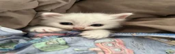Ragdoll cats for sale: Beautiful cuddle Ragdoll girl kitten  in Canvey Island - Advert 5
