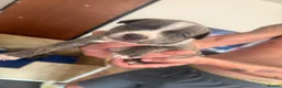 Mixed Breed dogs for sale: 🐾 Staffordshire Bull Terrier cross Puppies 🐾 in Blackburn - Advert 5