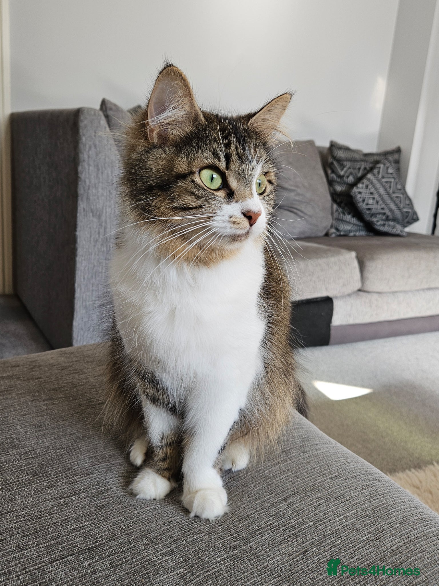 British Longhair cats Looking for a loving home - Advert 1