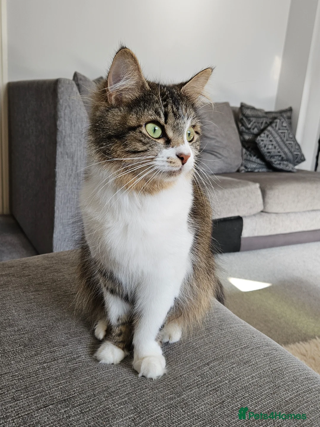 British Longhair cats for sale: Looking for a loving home - Advert 1