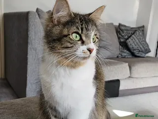 British Longhair cats Looking for a loving home - Advert 1