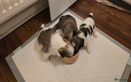 Shorkie dogs for sale: Shih tzu cross puppies  - Image 9