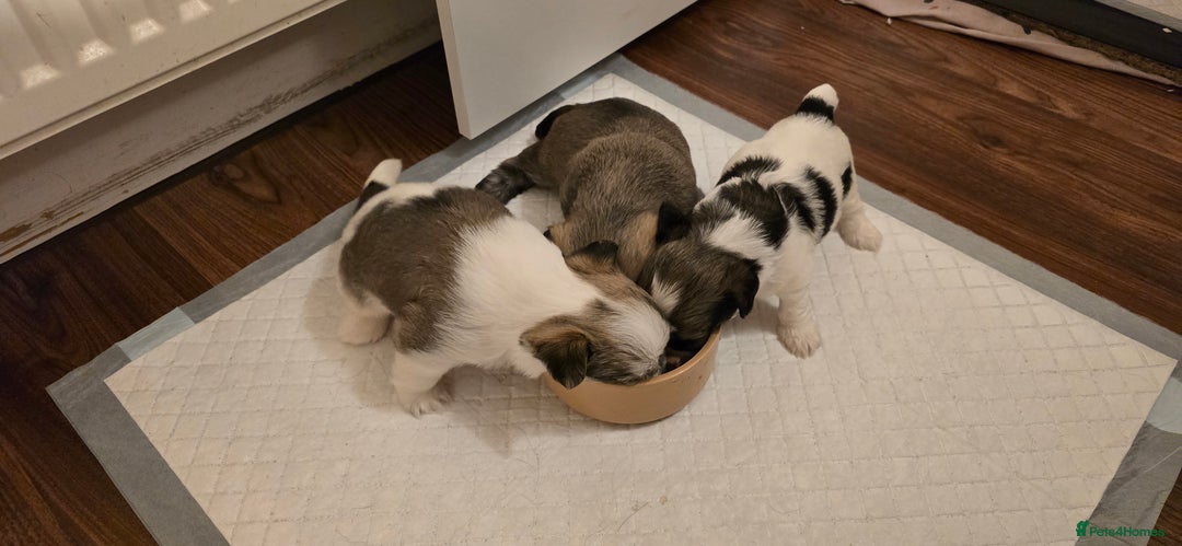 Shorkie dogs for sale: Shih tzu cross puppies  - Image 9