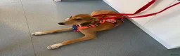 Mixed Breed dogs for adoption: Little Orion 5 months old in Shrewsbury - Advert 3