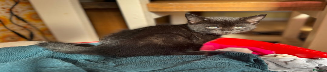 Mixed Breed Kitten 3