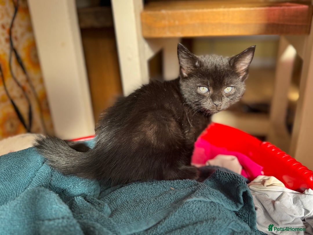 Mixed Breed cats for sale: Low Price, 4 beautiful babies looking for homes - Image 5