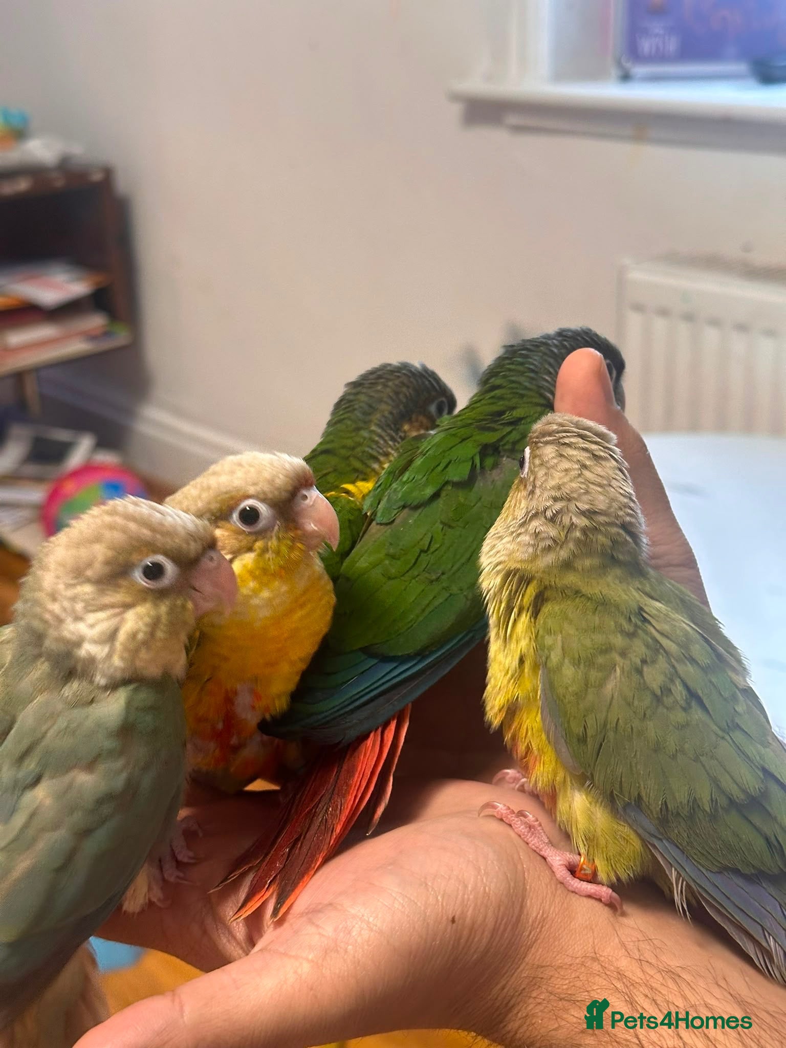 Conures birds Conure Hand Reared Babies Looking for new perches - Advert 2
