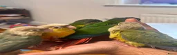Conures birds for sale: Conure Hand Reared Babies Looking for new perches - Advert 2