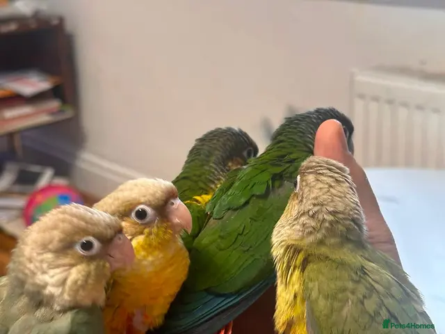 Conures birds for sale: Conure Hand Reared Babies Looking for new perches - Advert 2