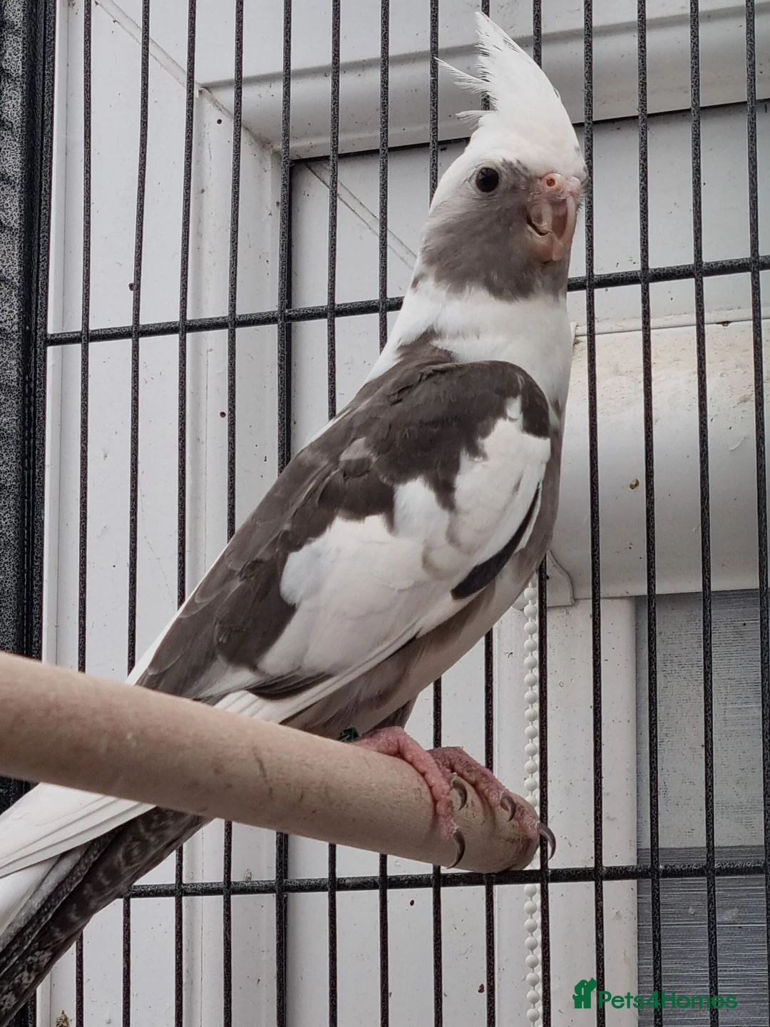 Cockatiels birds for sale: Baby  cockatiels.  - Advert 1
