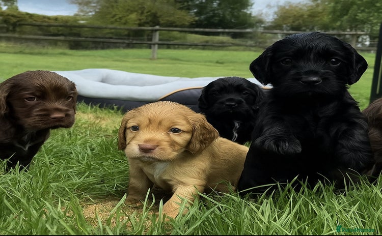 Cocker Spaniel dogs - Advert 1