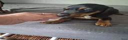 Dachshund dogs for sale: One little boy left out of litter of 7.  - Advert 9